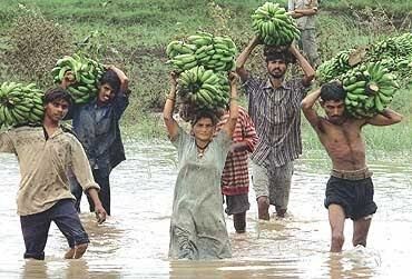 Bananas for everyone ?