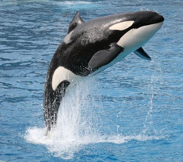 Thus spoke the ORCA