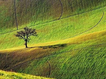A tree in a field 