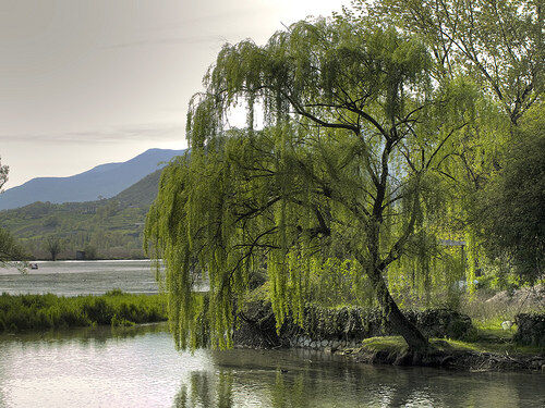 the willow tree