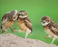 ONE BIRD AT A TIME