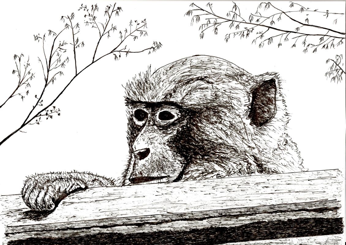 Hong Kong Monkey