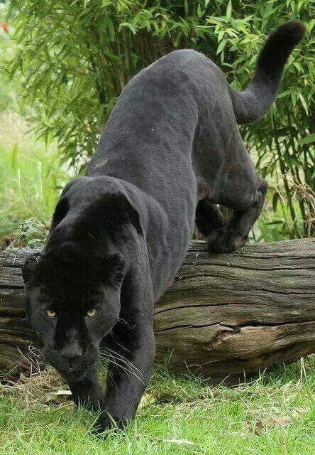 The panther&#039;s trail