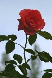 A Rose's Lover