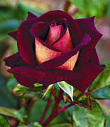 Every Rose have a Thorn