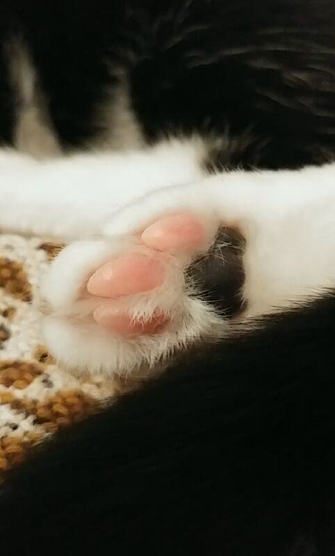 Toe Beans