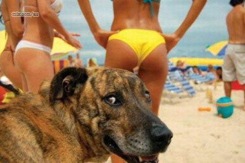 " It,s A Dog,s Life !?"