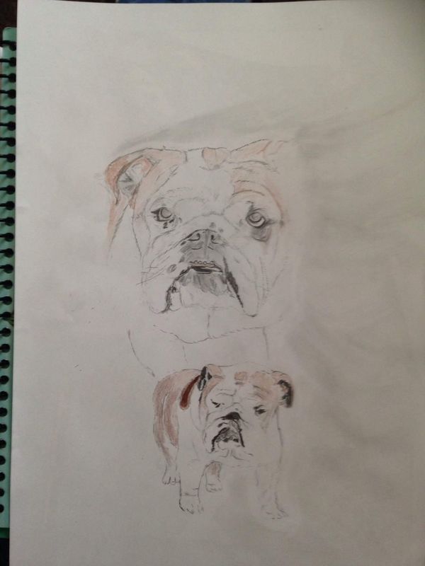 a friends dog his name is Bow