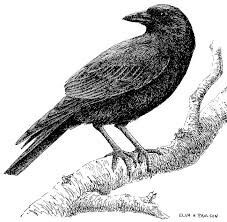 The Crow