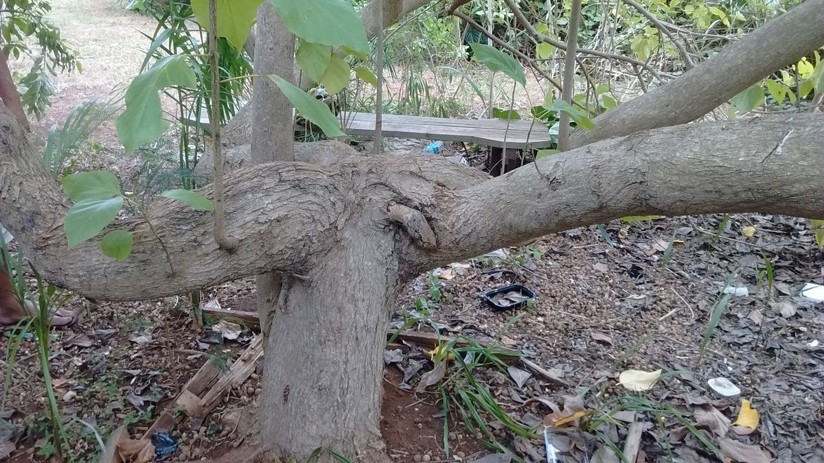 Wicked Tree