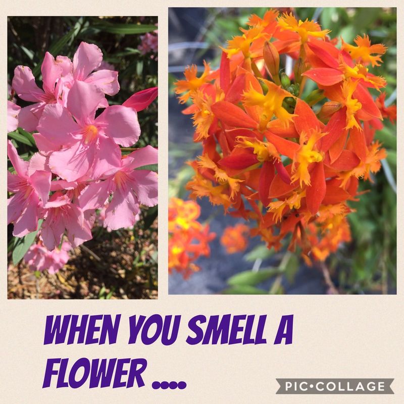  When you see a flower....