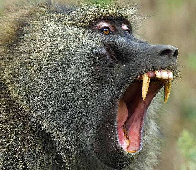 A Filthy Rich Baboon