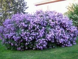 The Lilacs Of May