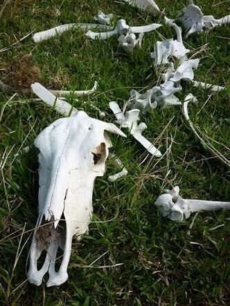 On the farm ~ of life and death