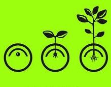 Seedling
