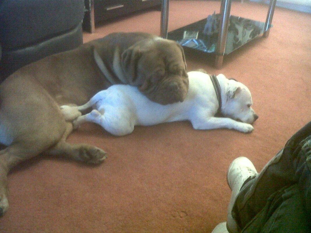 TO MY BOYS...ELLWOOD-GEORGE AND NERO
