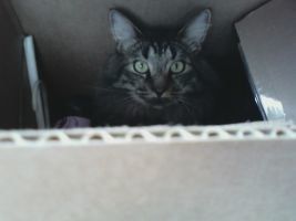 Cat in a Box