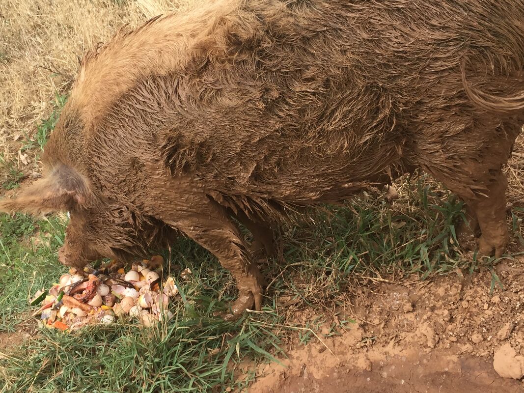 PIG 