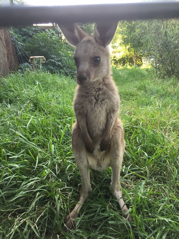 Kangaroo can do 