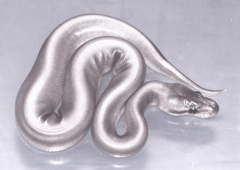Silver serpents