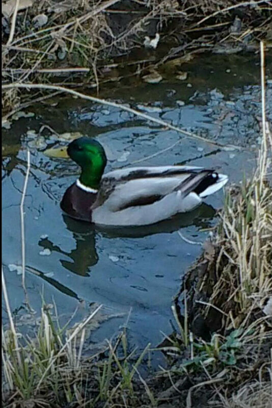 Happy Duck