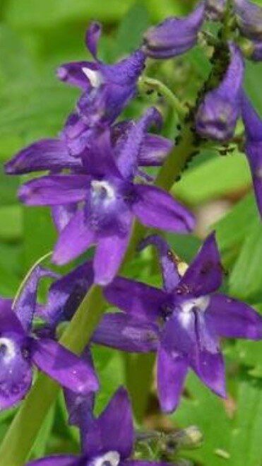 Purple Flower Poem By Marie Mcmahon