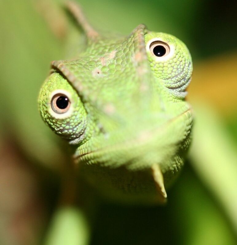 Sex is a Chameleon 
