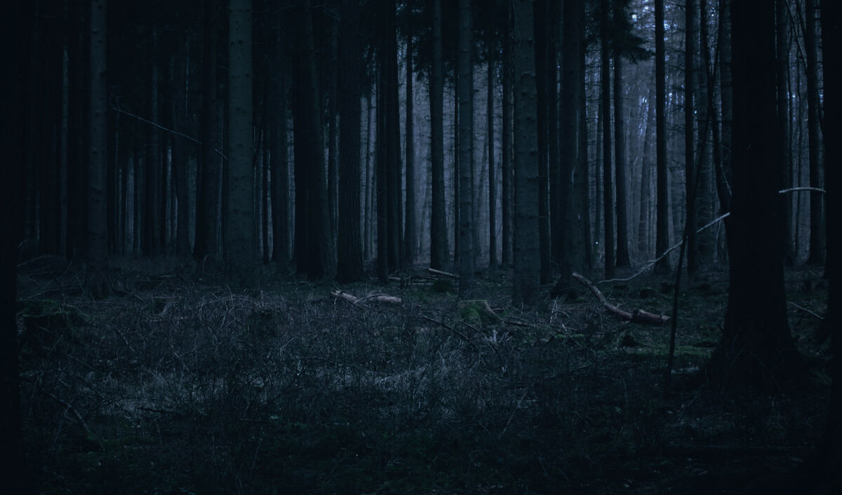 Dark forest