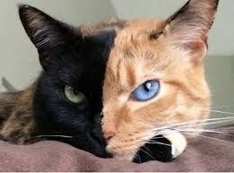 Mixed Life