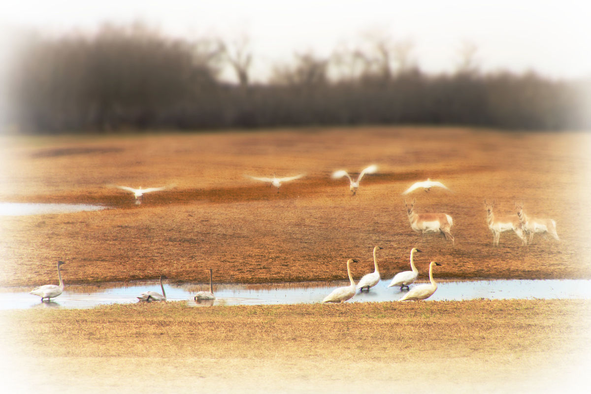 Peace in the Prairies