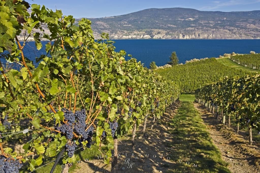 Above Grapevines