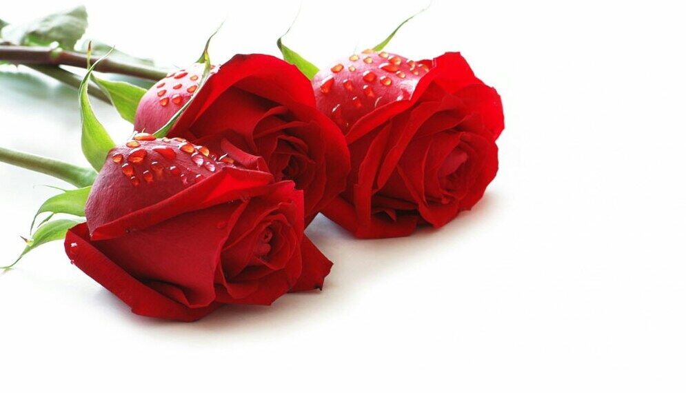 Lost Roses