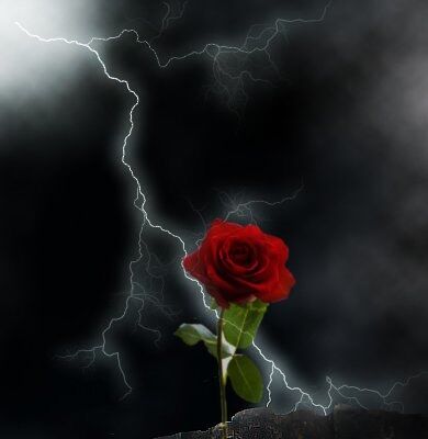 Rose in the Storm