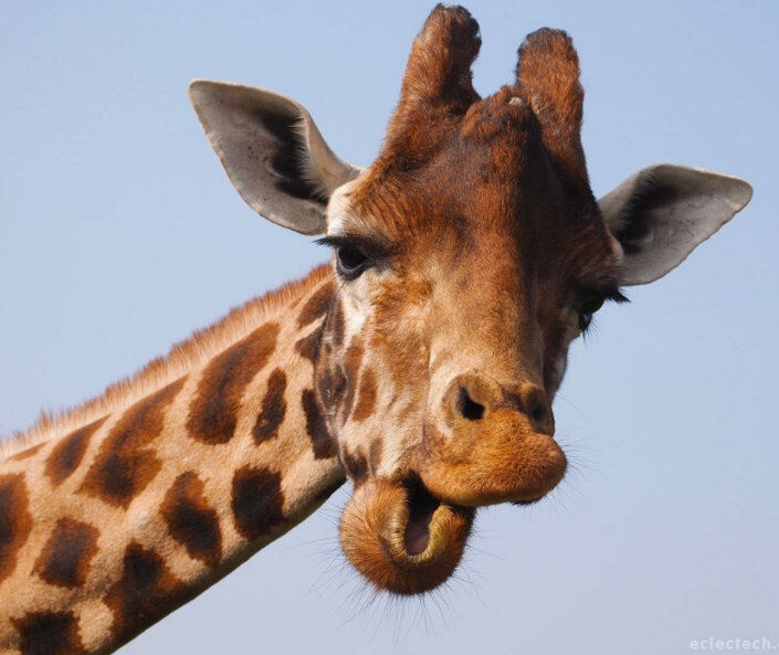 People With Extra Long Necks