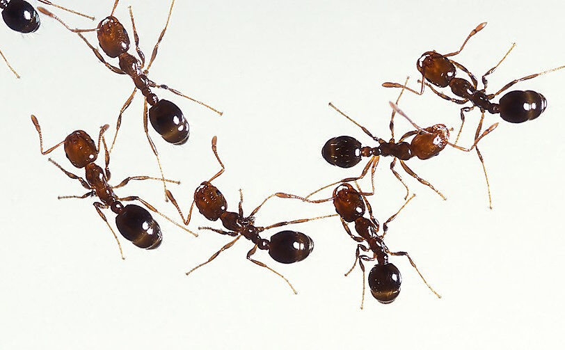 Ants In Your Pants