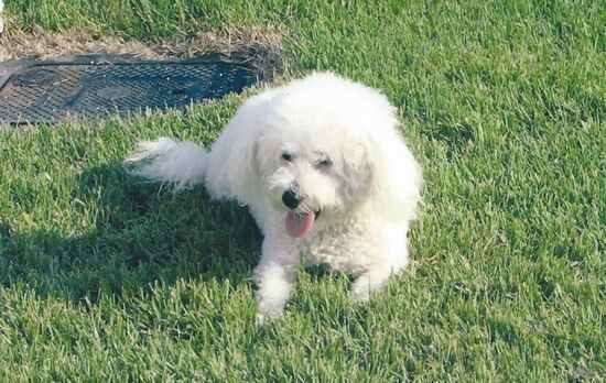 GET WELL WISHES TO OUR LITTLE CODY