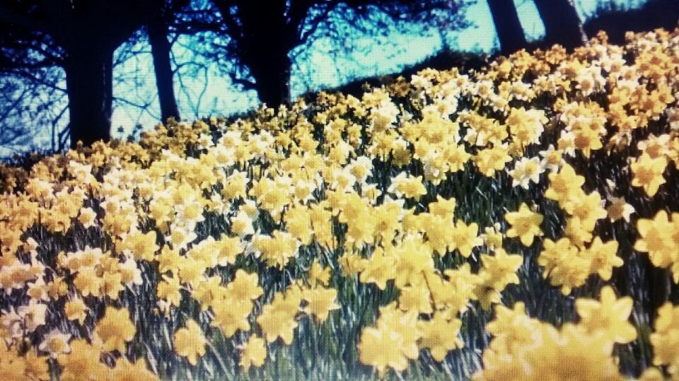 IN FIELDS OF GOLDEN DAFFODILS 