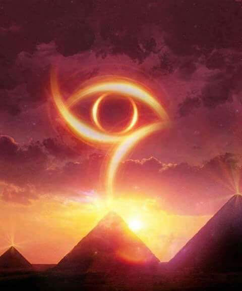 Where are the butterflies and bees