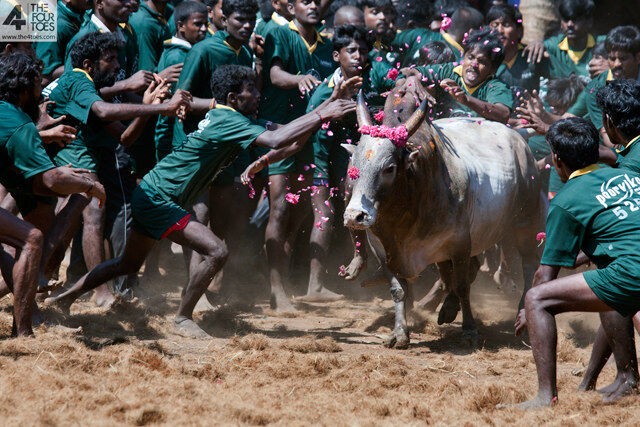 JALLIKATTU (Veera Vilaiyaattu)