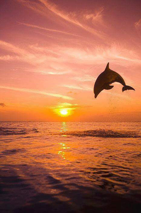 The dolphin&#039;s dance