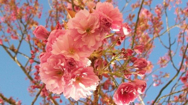 Blossom