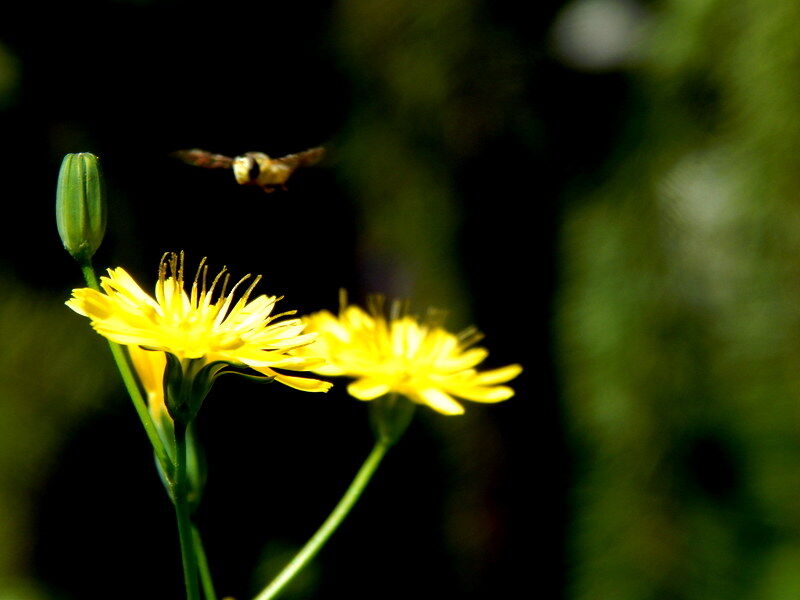 Spring Breeze 