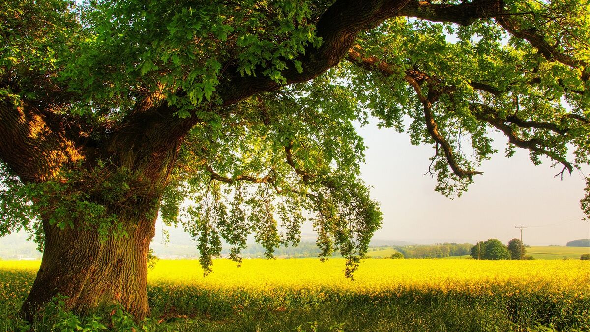 I am an Oak Tree
