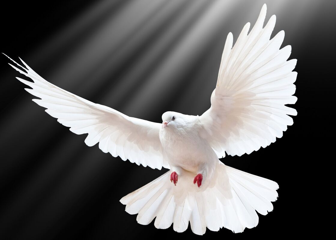 Freebird