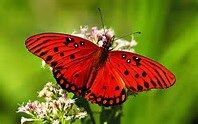 THAT RED BUTTERFLY