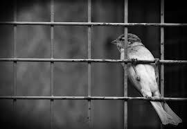 Is this freedom?