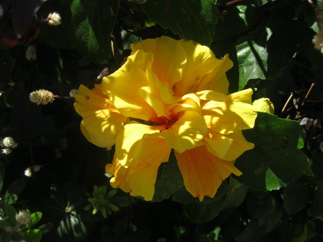 Flower power