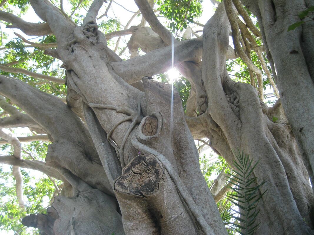 Sentinel trees