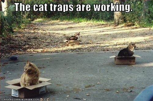 Curiosity Killed The Cat