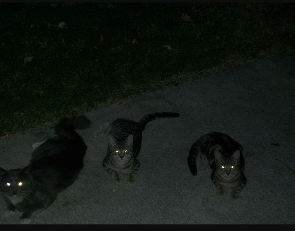 Cats Of The Alley